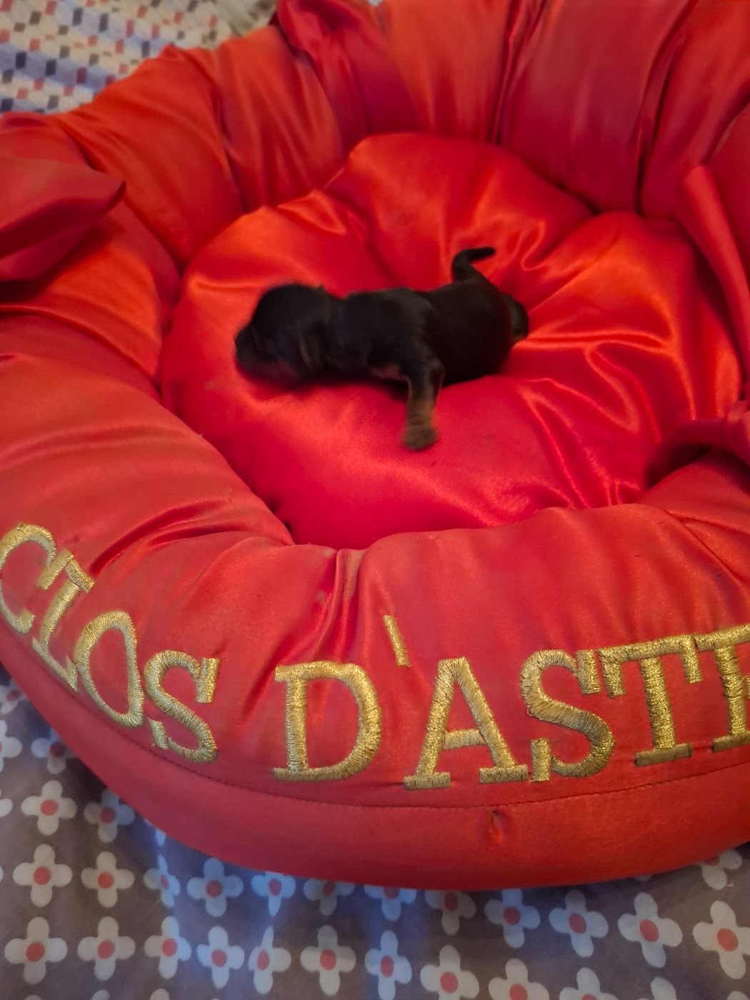 CHIOT 2 - Yorkshire Terrier