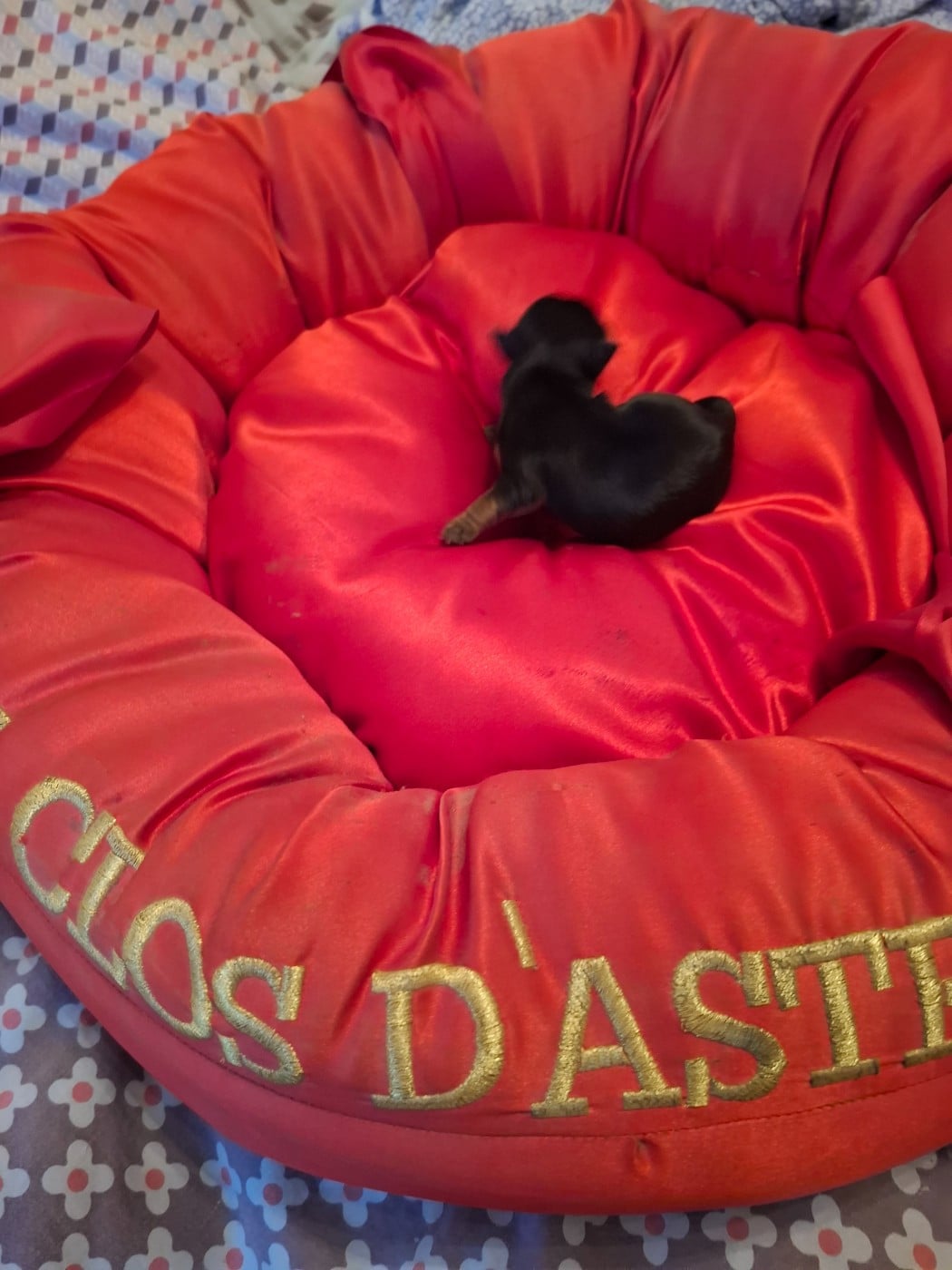 CHIOT 3 - Yorkshire Terrier