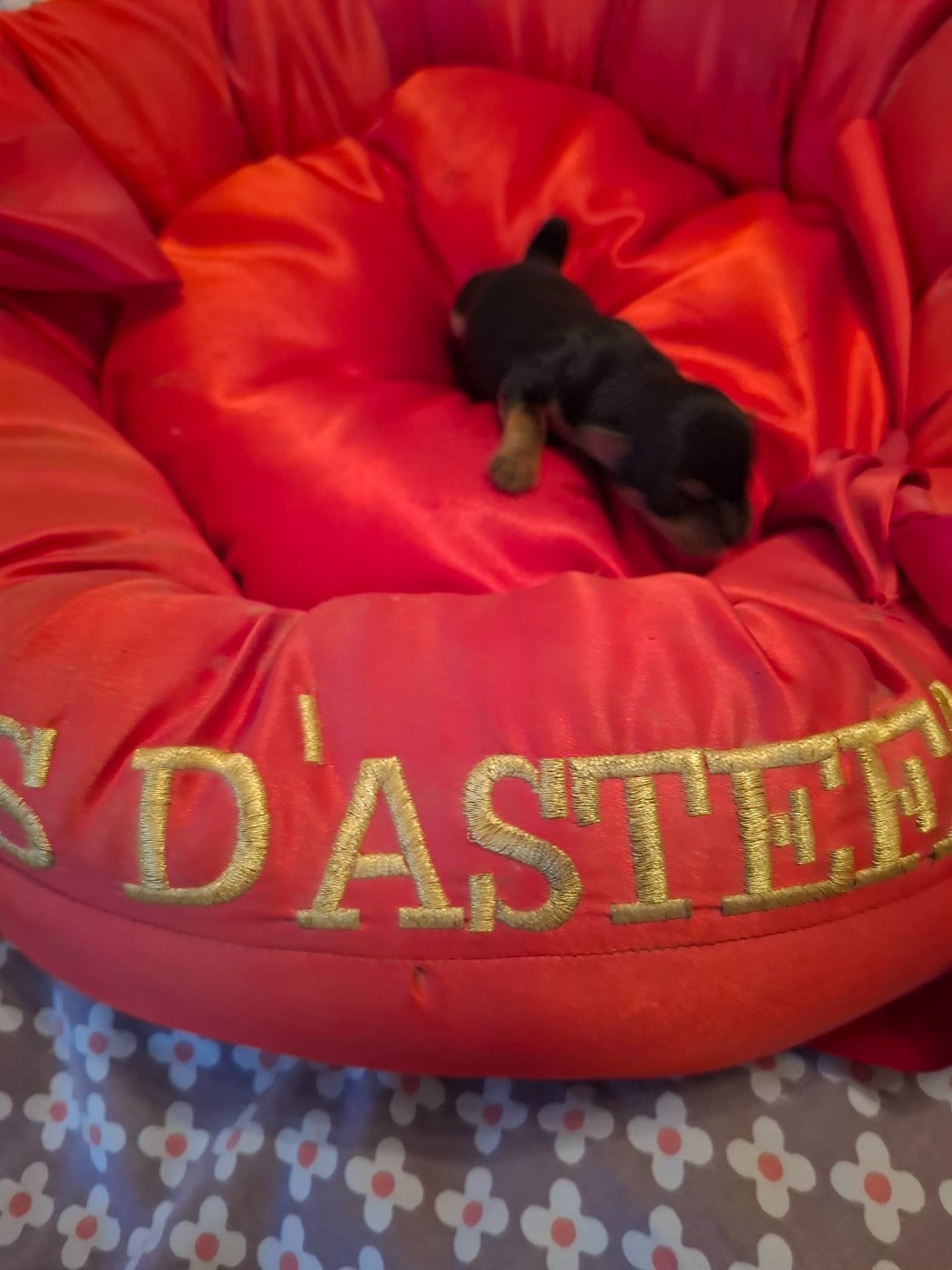 CHIOT 4 - Yorkshire Terrier