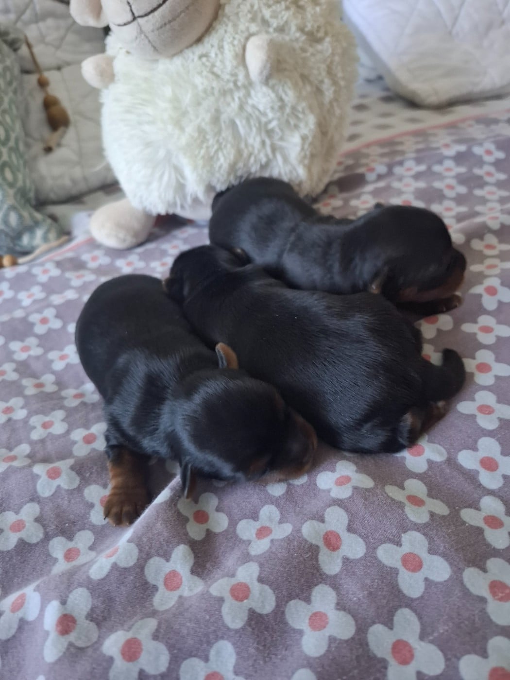 Yorkshire Terrier - du clos d'Astepha