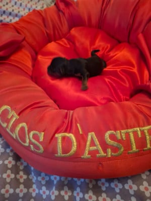 Les chiots de Yorkshire Terrier