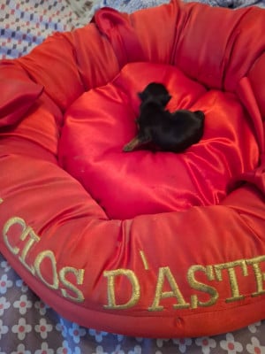 Les chiots de Yorkshire Terrier