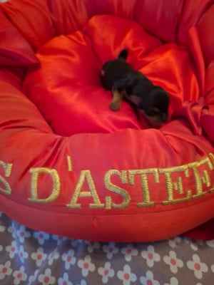 Les chiots de Yorkshire Terrier