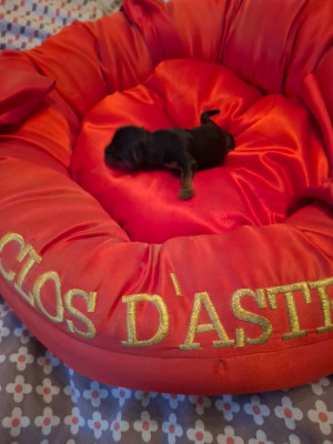 Les chiots de Yorkshire Terrier