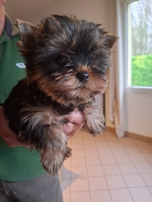 Les chiots de Yorkshire Terrier
