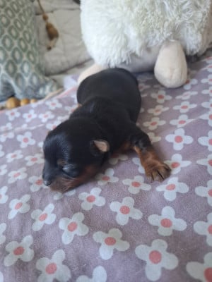 Les chiots de Yorkshire Terrier