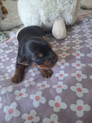 Les chiots de Yorkshire Terrier