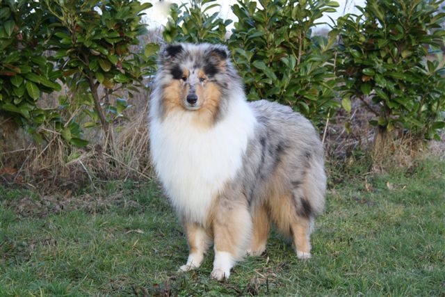 Publication : of sweety dolls Auteur : Virginie Dos Santos