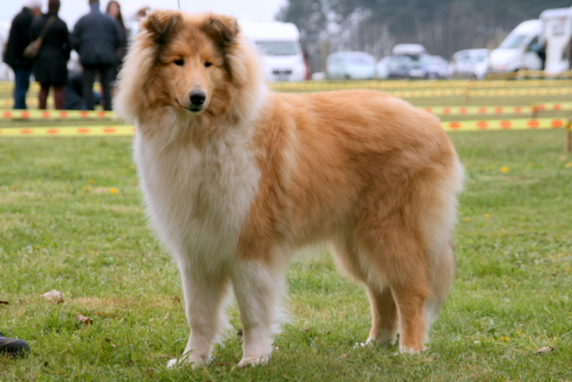 Galant gentleman blond dit garry of sweety dolls