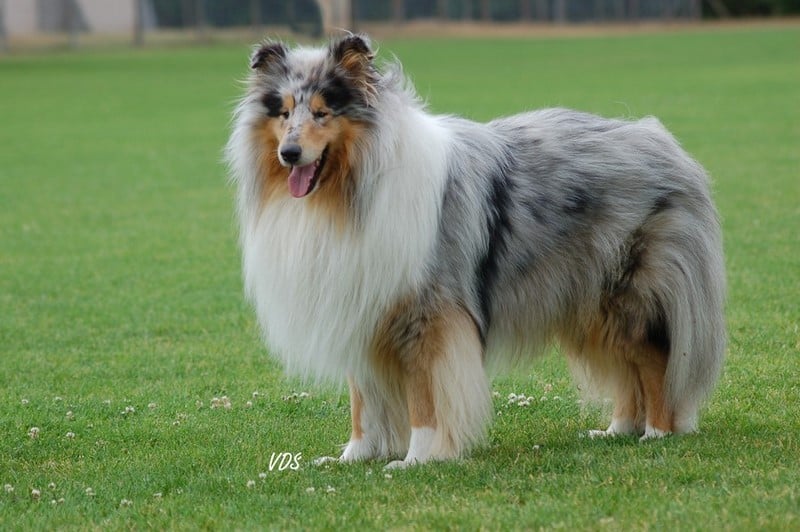 Publication : of sweety dolls Auteur : Virginie Dos Santos