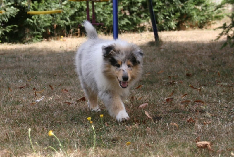 Publication : of sweety dolls Auteur : Virginie Dos Santos