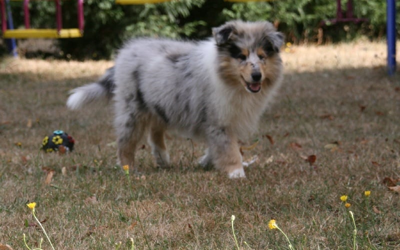 Publication : of sweety dolls Auteur : Virginie Dos Santos