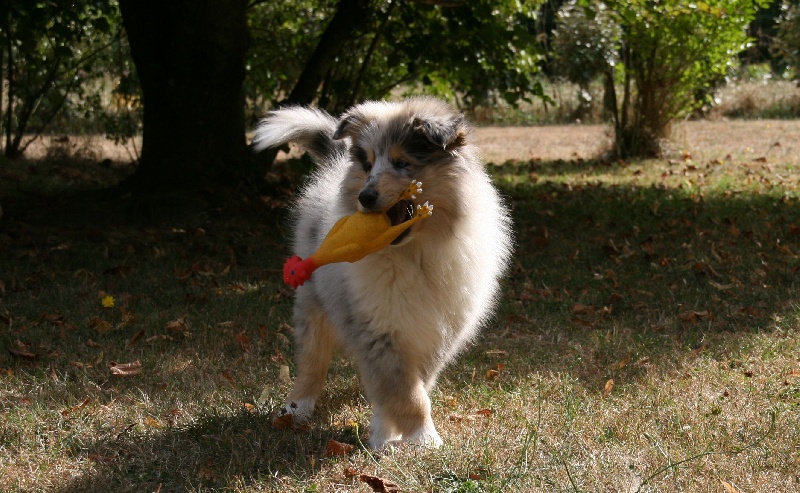 Publication : of sweety dolls Auteur : Virginie Dos Santos