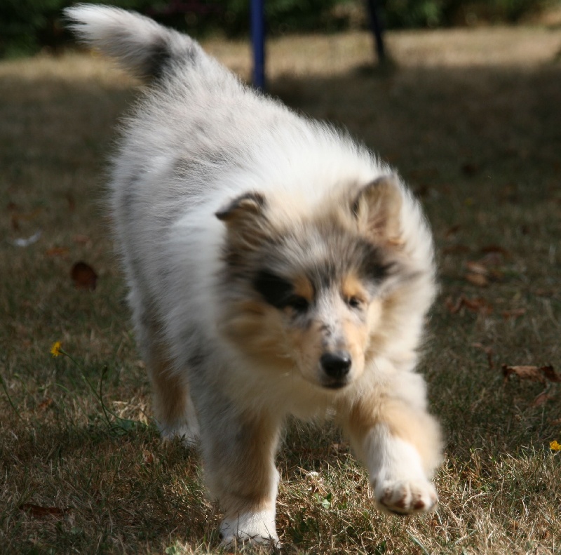 Publication : of sweety dolls Auteur : Virginie Dos Santos