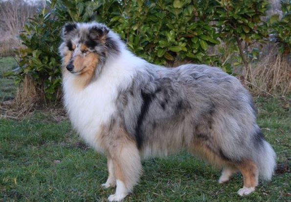 Publication : of sweety dolls Auteur : Virginie Dos Santos