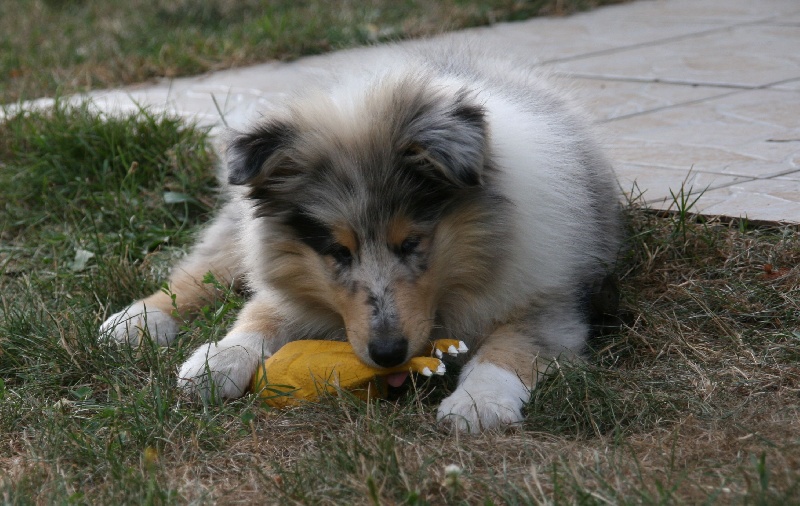 Publication : of sweety dolls Auteur : Virginie Dos Santos