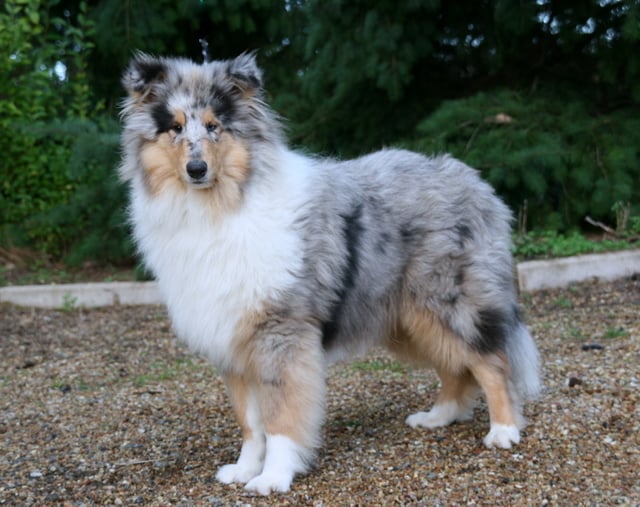 Publication : of sweety dolls Auteur : Virginie Dos Santos