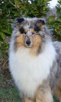 Publication : of sweety dolls Auteur : Virginie Dos Santos