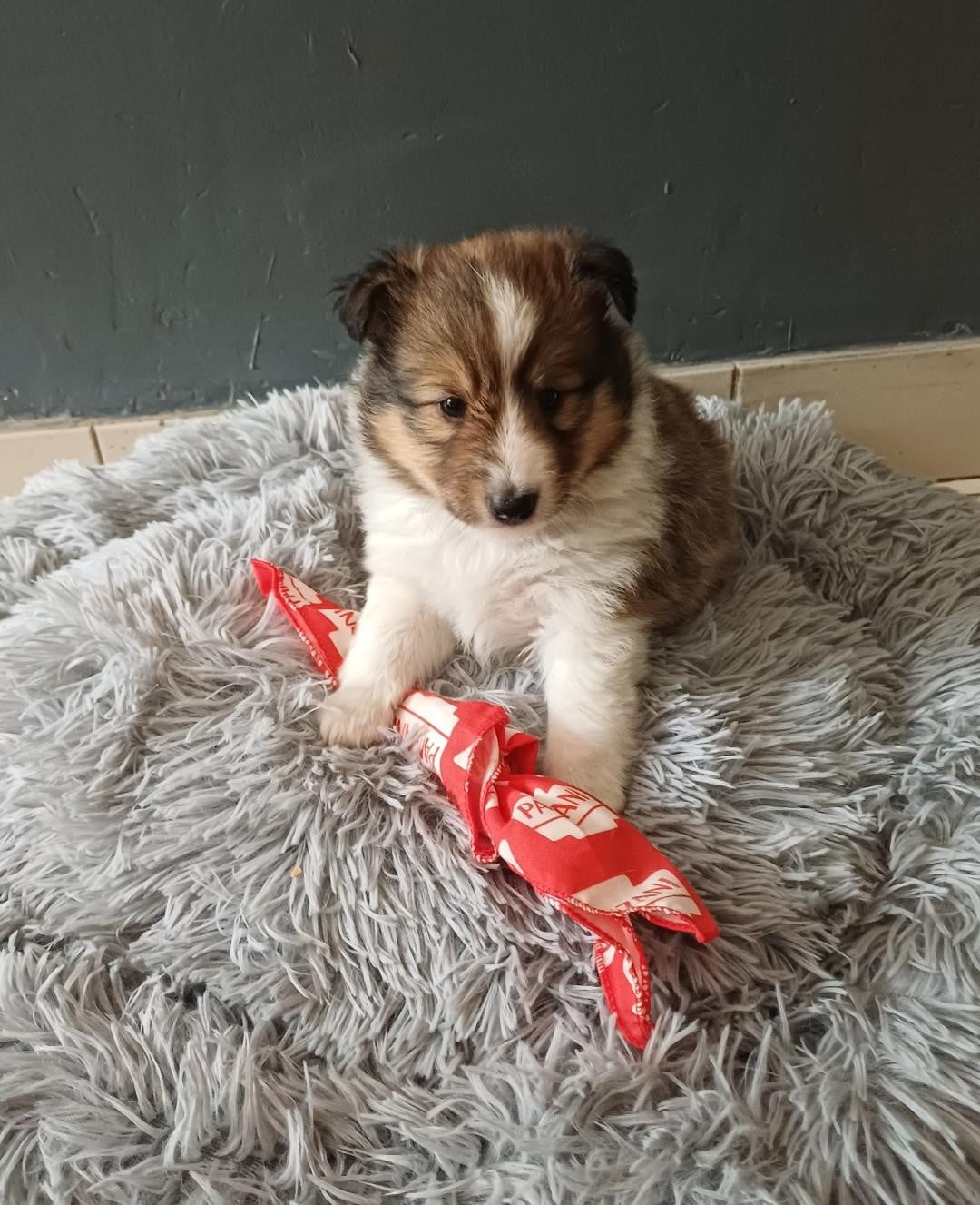 Bilbo