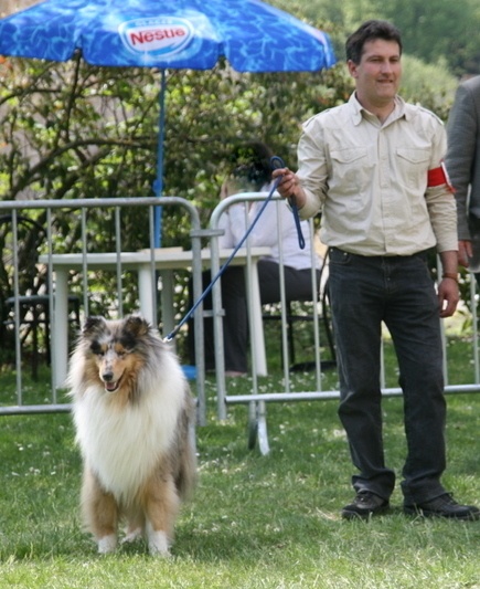 Esprit de conquête in blue dit ryan du val des petits génies - 10 ème excellent