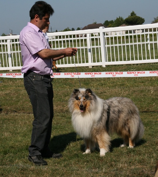 Esprit de conquête in blue dit ryan du val des petits génies - 1er exc en classe jeune