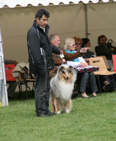 Esprit de conquête in blue dit ryan du val des petits génies - 1er exc en classe jeune et Meilleur jeune