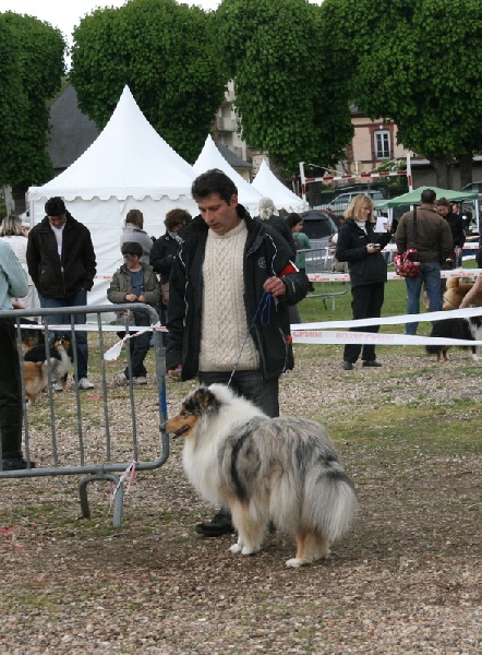 Esprit de conquête in blue dit ryan du val des petits génies - 1er exc en classe jeune et Meilleur jeune
