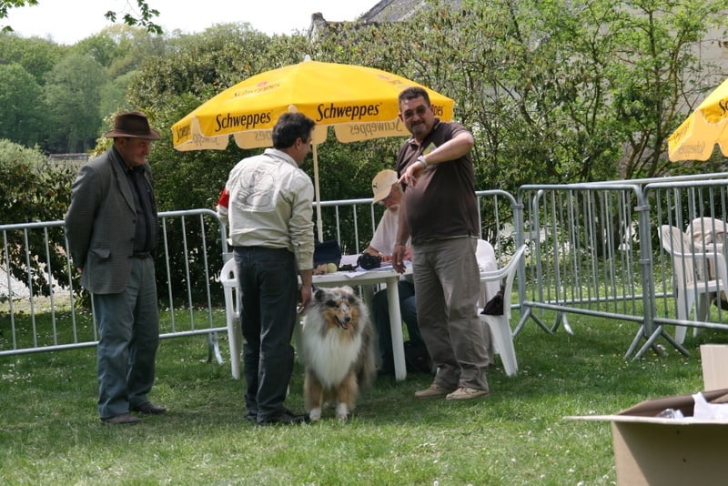 Esprit de conquête in blue dit ryan du val des petits génies - Obtention du TAN A (Excellent)