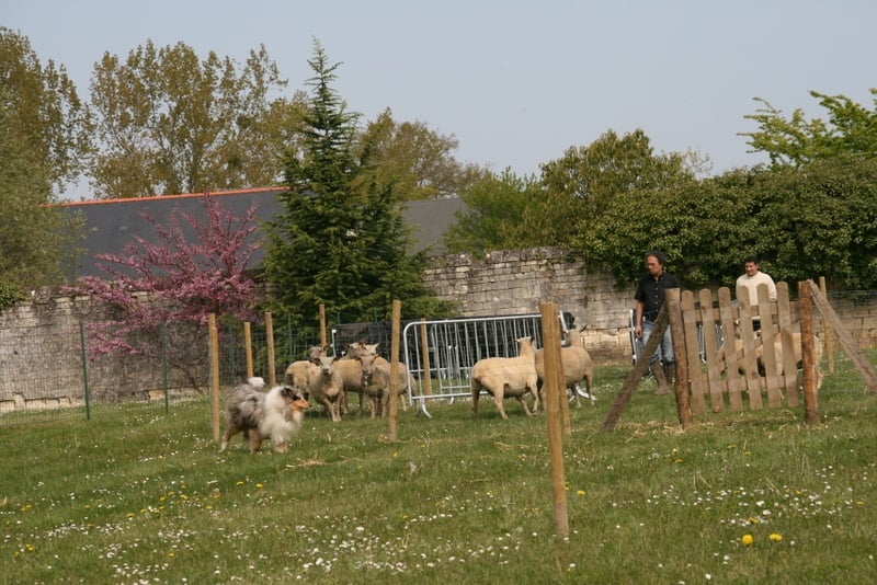 Esprit de conquête in blue dit ryan du val des petits génies - Obtention du CANT