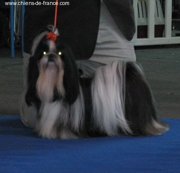 CH. A'blacky sexy des loges de karita - c.a.c.s - r.c.a.c.i.b