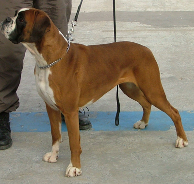 Anaïs ice cream's queen des Zé de Philoctête