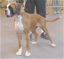 Anaïs ice cream's queen des Zé de Philoctête