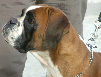 Anaïs ice cream's queen des Zé de Philoctête