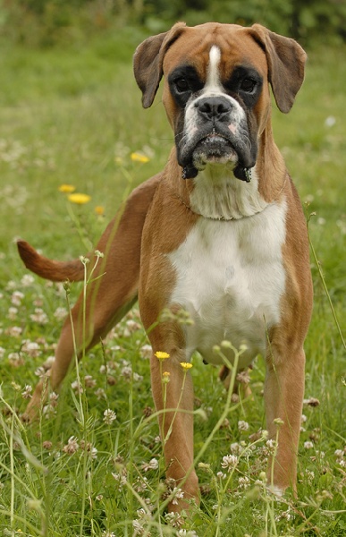 Bee-bee brin d'acier tchi-tchi'queen des Zé de Philoctête - Exc NC