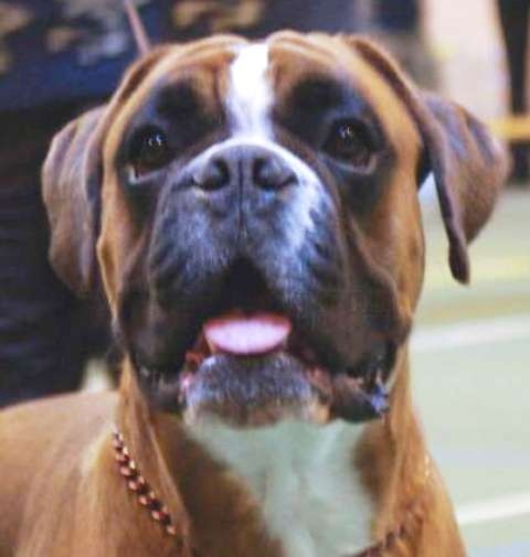 Dondiègosvégas'king des Zé de Philoctête - CACIB & Meilleur de Race