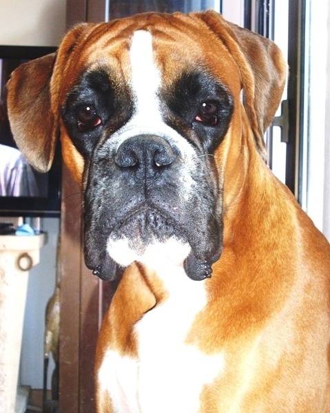 Dondiègosvégas'king des Zé de Philoctête - 2 ème Exc Réserve de VDH