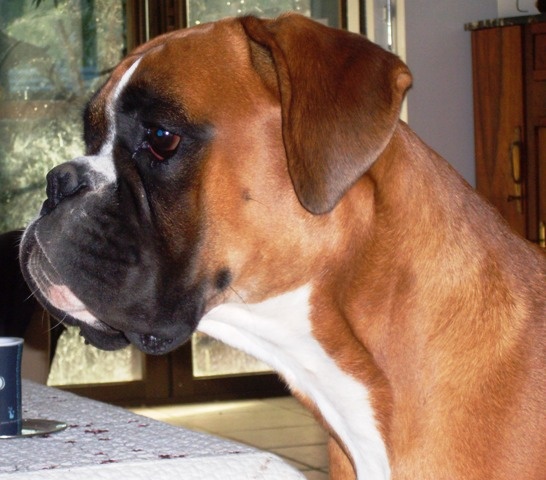 Dondiègosvégas'king des Zé de Philoctête - 2ème EXC Réserve de VDH