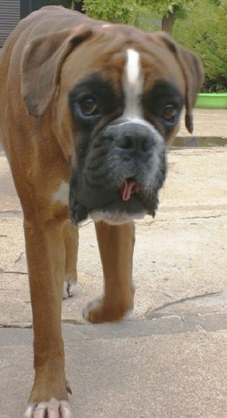 Dondiègosvégas'king des Zé de Philoctête - R-CACS