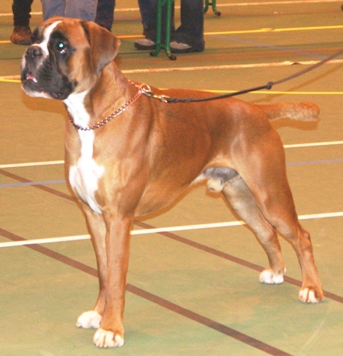 Dondiègosvégas'king des Zé de Philoctête - 1er Excellent VDH