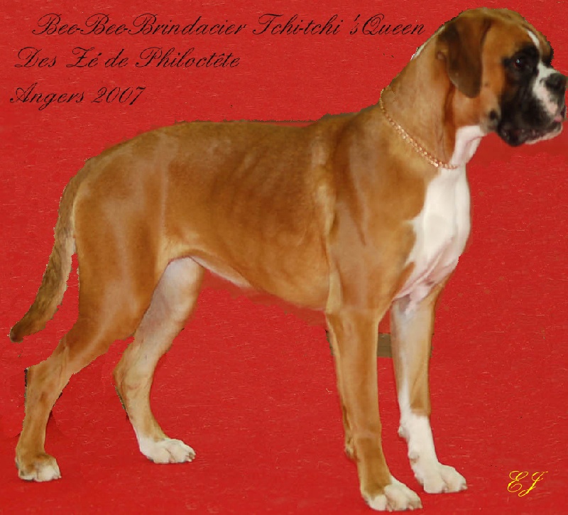 Bee-bee brin d'acier tchi-tchi'queen des Zé de Philoctête - 2ème TP