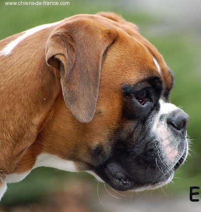 Bee-bee brin d'acier tchi-tchi'queen des Zé de Philoctête - TP