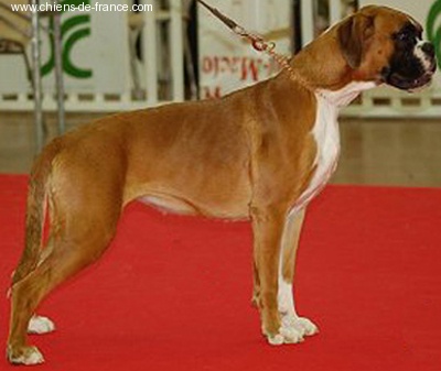 Bee-bee brin d'acier tchi-tchi'queen des Zé de Philoctête - TP