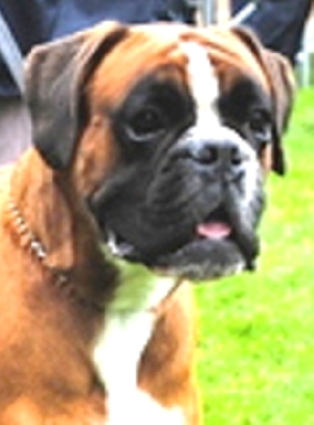 Dondiègosvégas'king des Zé de Philoctête - 2 ème EXC Ré-VDH & CAC