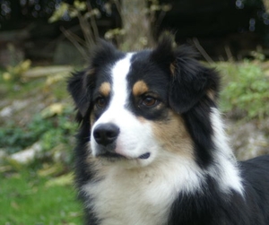 Publication : Blue Mountain Kennel