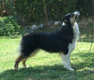 Publication : Blue Mountain Kennel