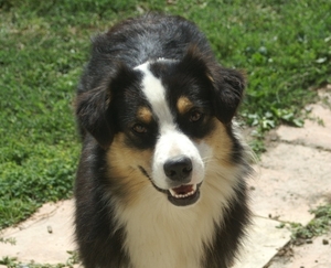 Publication : Blue Mountain Kennel