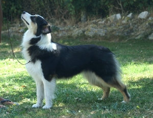 Publication : Blue Mountain Kennel