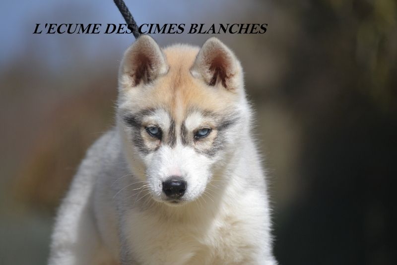 Accueil Elevage De L Ecume Des Cimes Blanches Eleveur De Chiens Siberian Husky