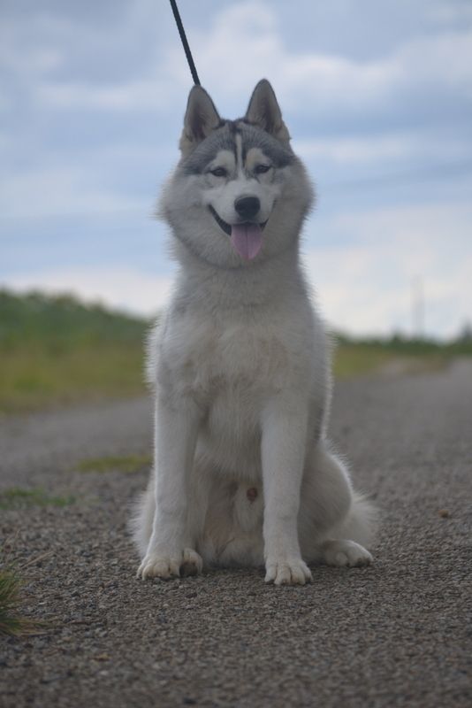 Accueil Elevage De L Ecume Des Cimes Blanches Eleveur De Chiens Siberian Husky