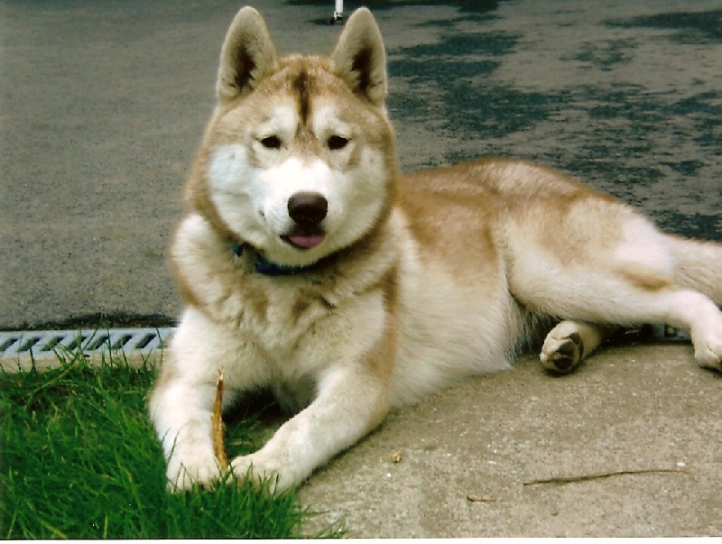 Publication : de l'écume des cimes blanches